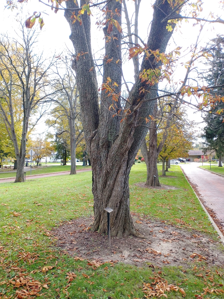 ISAAC N. COURTNEY WAR MEMORIAL TREE