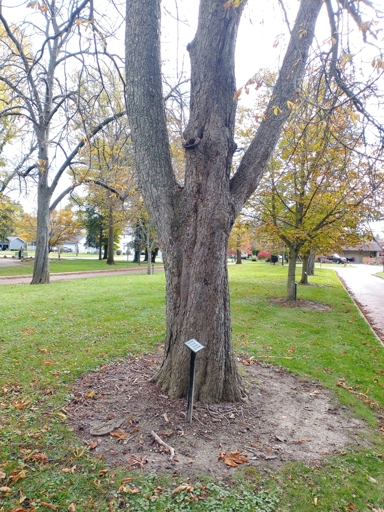 HENRY H. CLAYTON WAR MEMORIAL TREE