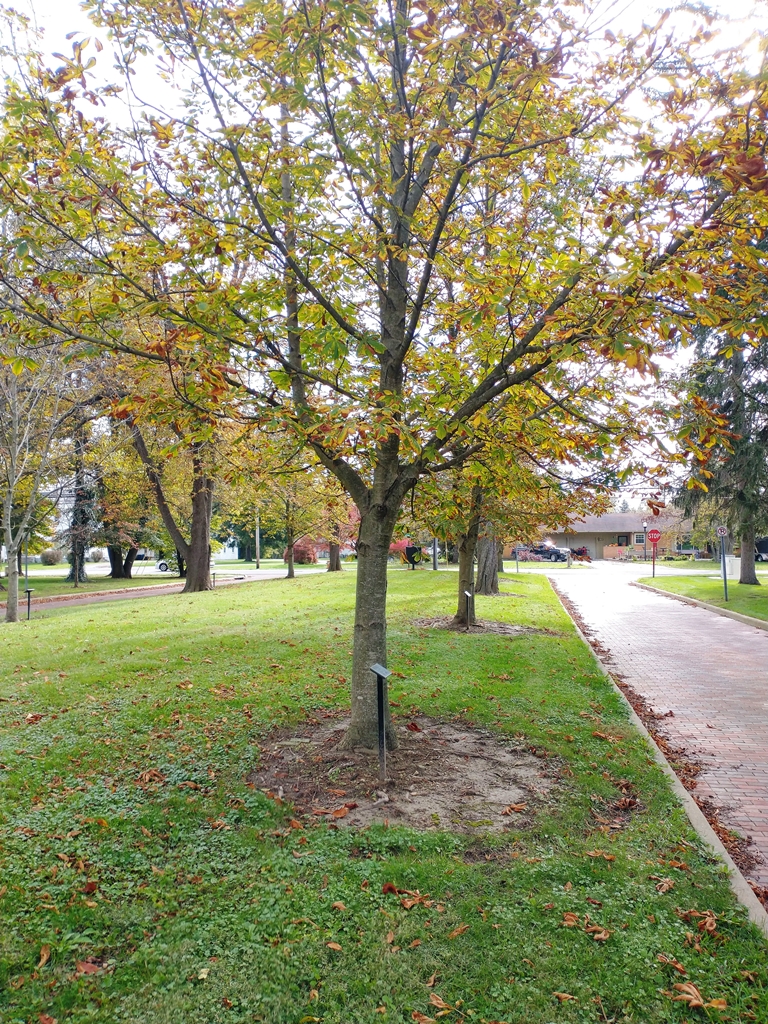 LORENZ CHOCHARD WAR MEMORIAL TREE