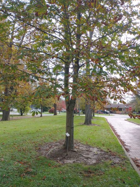 PHILLIP BOWE WAR MEMORIAL TREE