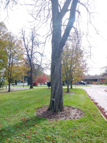 ARTHUR N. BERRY WAR MEMORIAL TREE