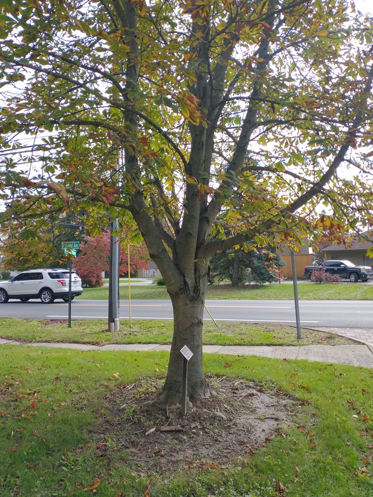 HAROLD R. BALSIZER WAR MEMORIAL TREE