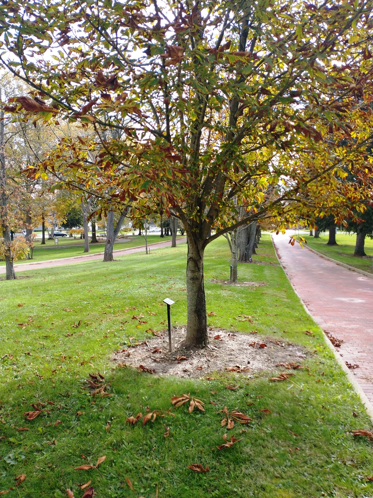 CHARLES ENGLEHART WAR MEMORIAL TREE