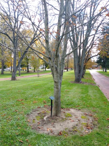 CARL H. DRENNING WAR MEMORIAL TREE