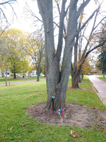 EMERY DEITEMYER WAR MEMORIAL TREE