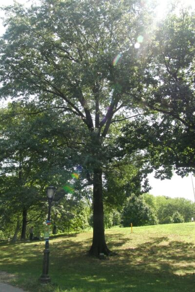 S. RANKIN DREW WAR MEMORIAL TREE