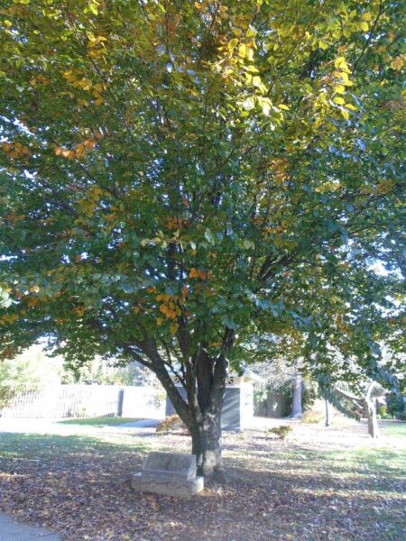 MILITARY ORDER OF THE PURPLE HEART MEMORIAL TREE