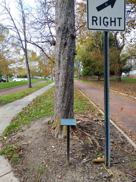 GEORGE B. MEEK WAR MEMORIAL TREE
