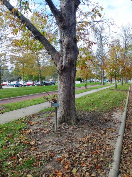 FRANK W. EMERSON WAR MEMORIAL TREE