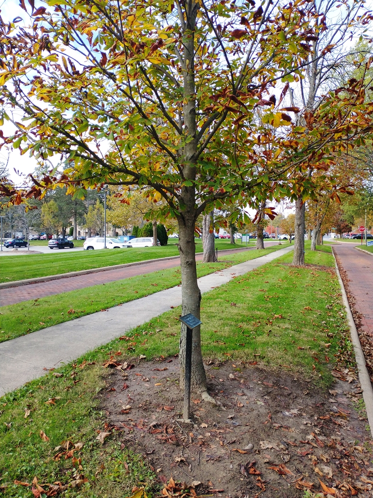 JOHN A. WARD WAR MEMORIAL TREE