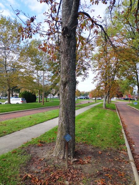 GLENN RICHARDS WAR MEMORIAL TREE