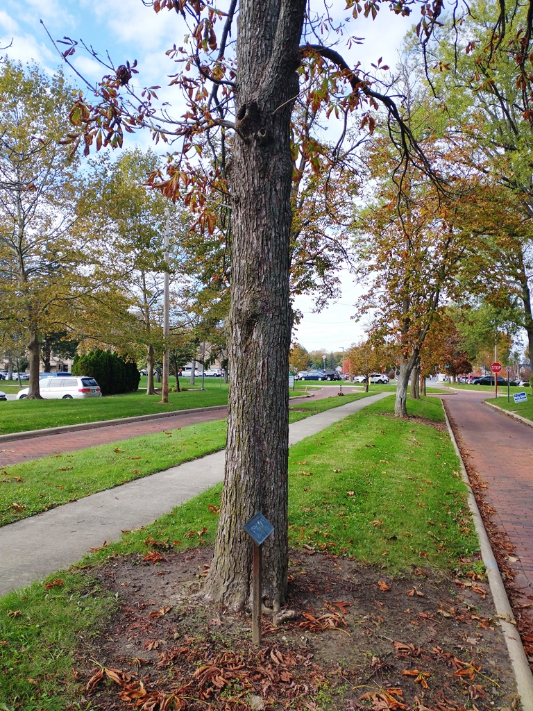 GLENN RICHARDS WAR MEMORIAL TREE