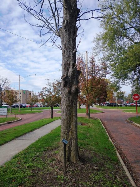 JOHN YETTER WAR MEMORIAL TREE