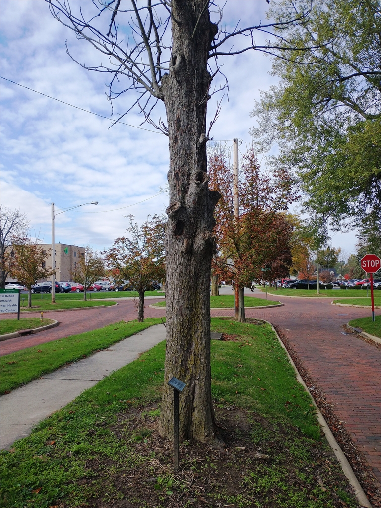 JOHN YETTER WAR MEMORIAL TREE