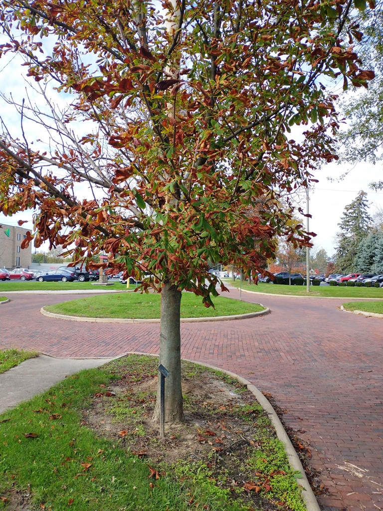 MARSHALL S. GREEN WAR MEMORIAL TREE