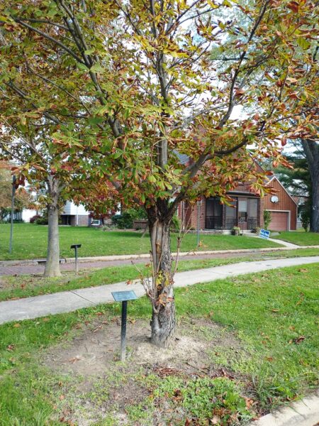 PHILLIP M. ANDERSON WAR MEMORIAL TREE