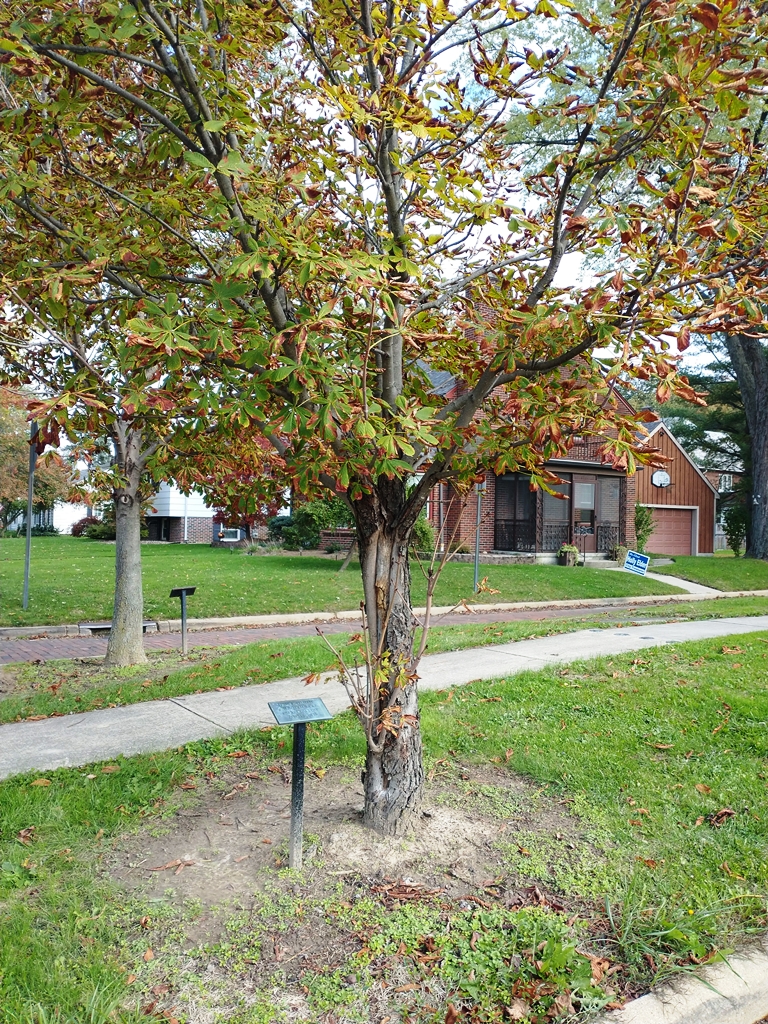 PHILLIP M. ANDERSON WAR MEMORIAL TREE
