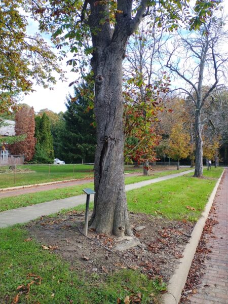 HARRY A. SCHALL WAR MEMORIAL TREE