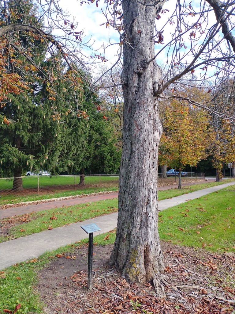 CHARLES L. KELLER WAR MEMORIAL TREE