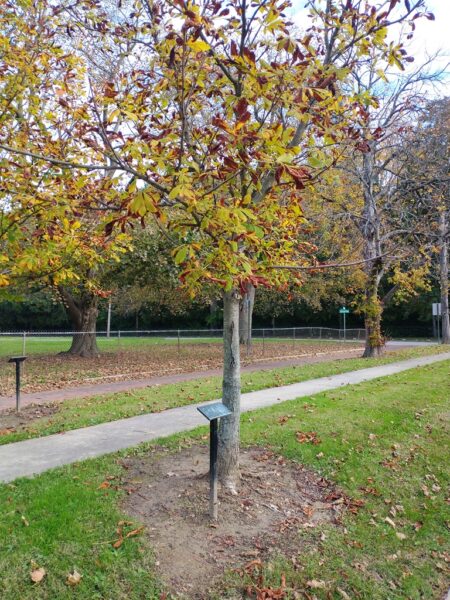CARL EISENHART WAR MEMORIAL TREE