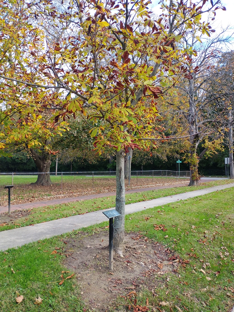 CARL EISENHART WAR MEMORIAL TREE