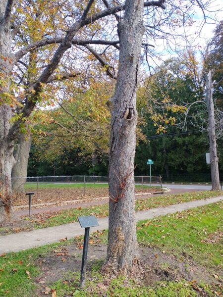 FRANK CRAIG WAR MEMORIAL TREE
