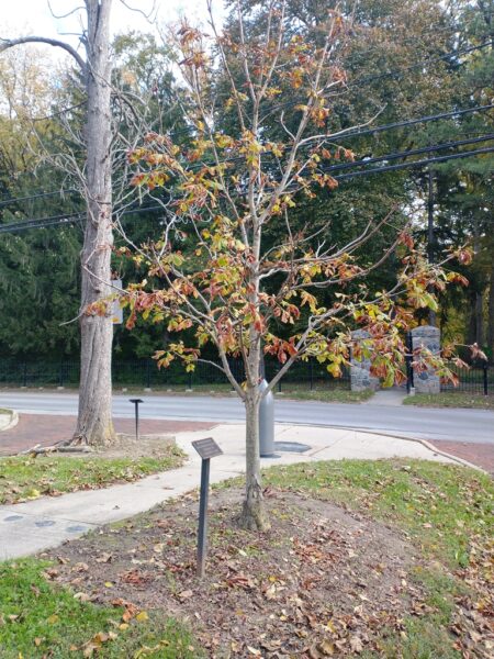 SGT. LOUIS TRIPHON WAR MEMORIAL TREE