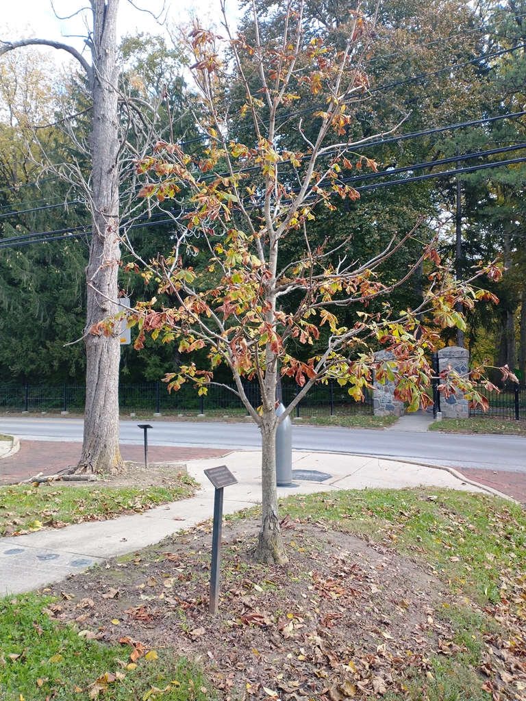 SGT. LOUIS TRIPHON WAR MEMORIAL TREE