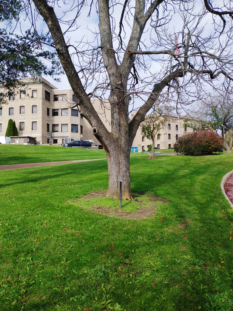 SGT. JOHN C. FADER WAR MEMORIAL TREE