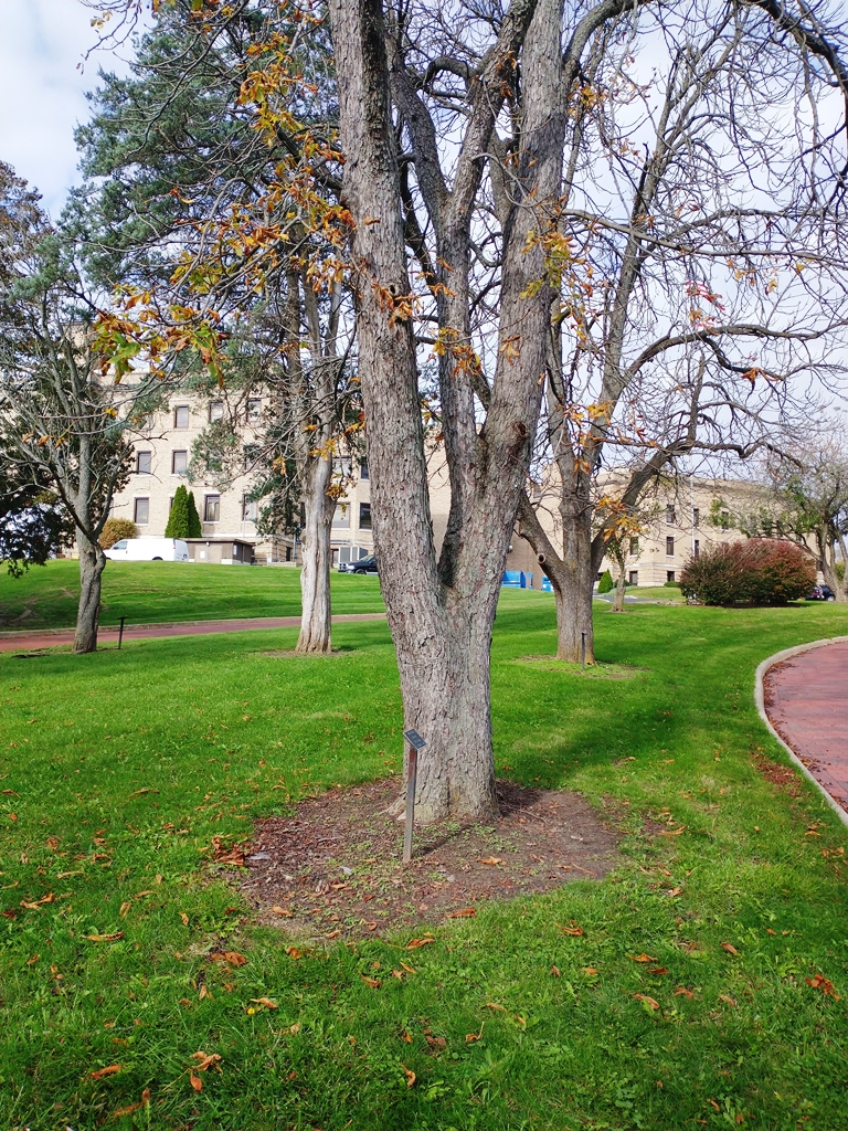 WALTER H. ENDLE WAR MEMORIAL TREE