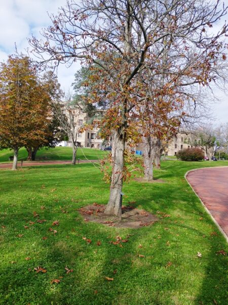 EARL DEMPSEY WAR MEMORIAL TREE