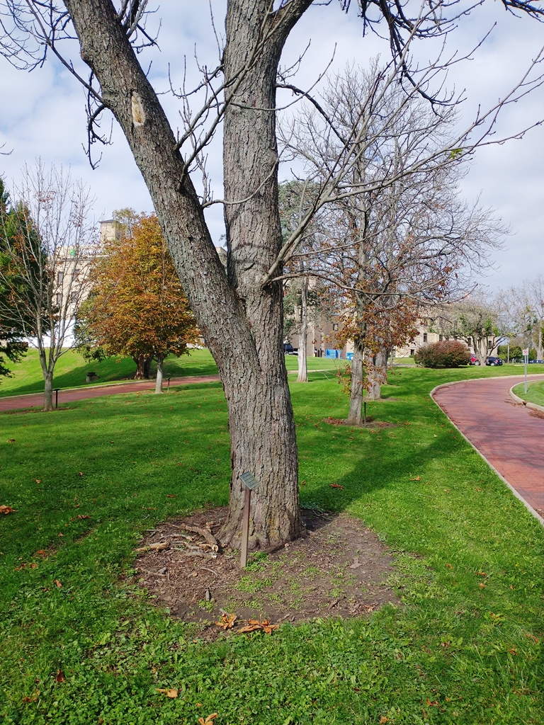 SCOTT DAMSCHROEDER WAR MEMORIAL TREE