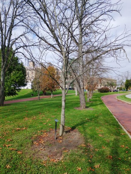 DA;E CUNNINGHAM WAR MEMORIAL TREE