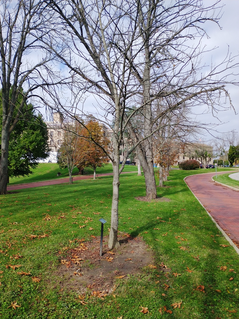 DA;E CUNNINGHAM WAR MEMORIAL TREE