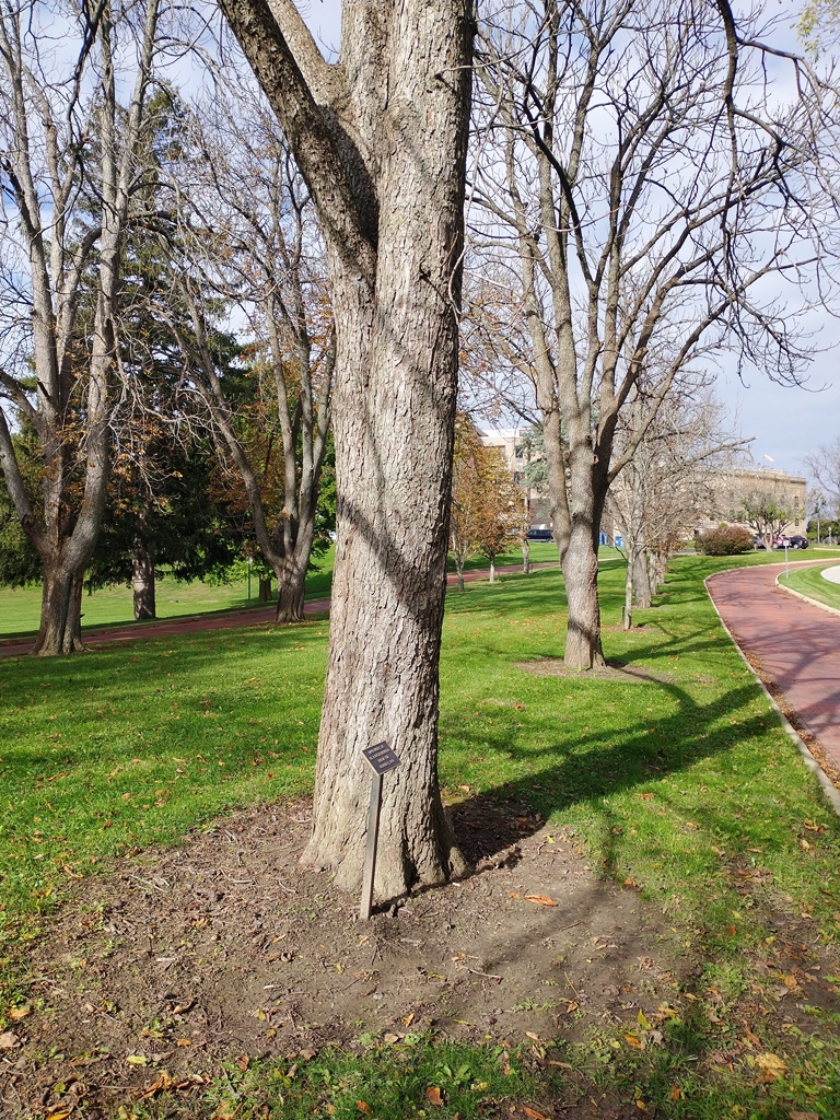 DAVID CHERRY, JR. WAR MEMORIAL TREE