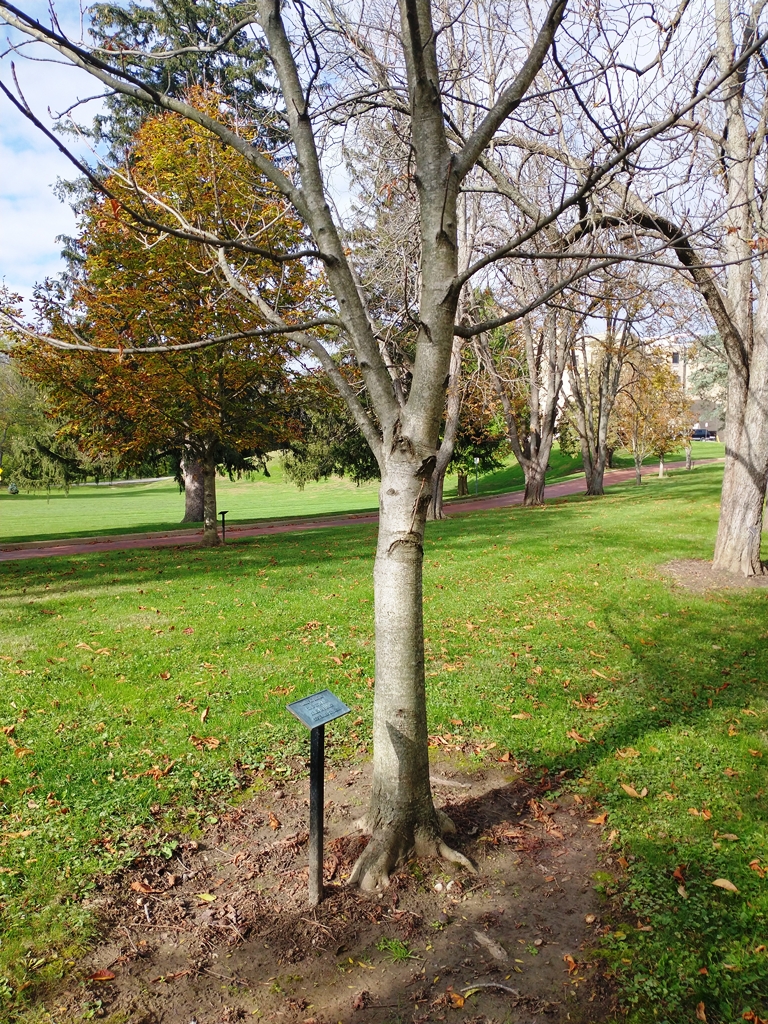 HARRY A. BOLTON WAR MEMORIAL TREE