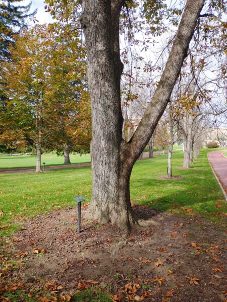 IRVAN A. BENNETT WAR MEMORIAL TREE