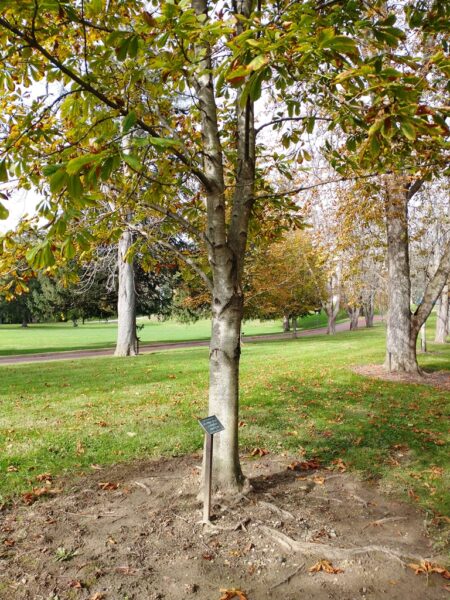 WAYNE F. BAUMANN WAR MEMORIAL TREE
