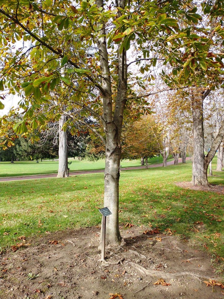 WAYNE F. BAUMANN WAR MEMORIAL TREE