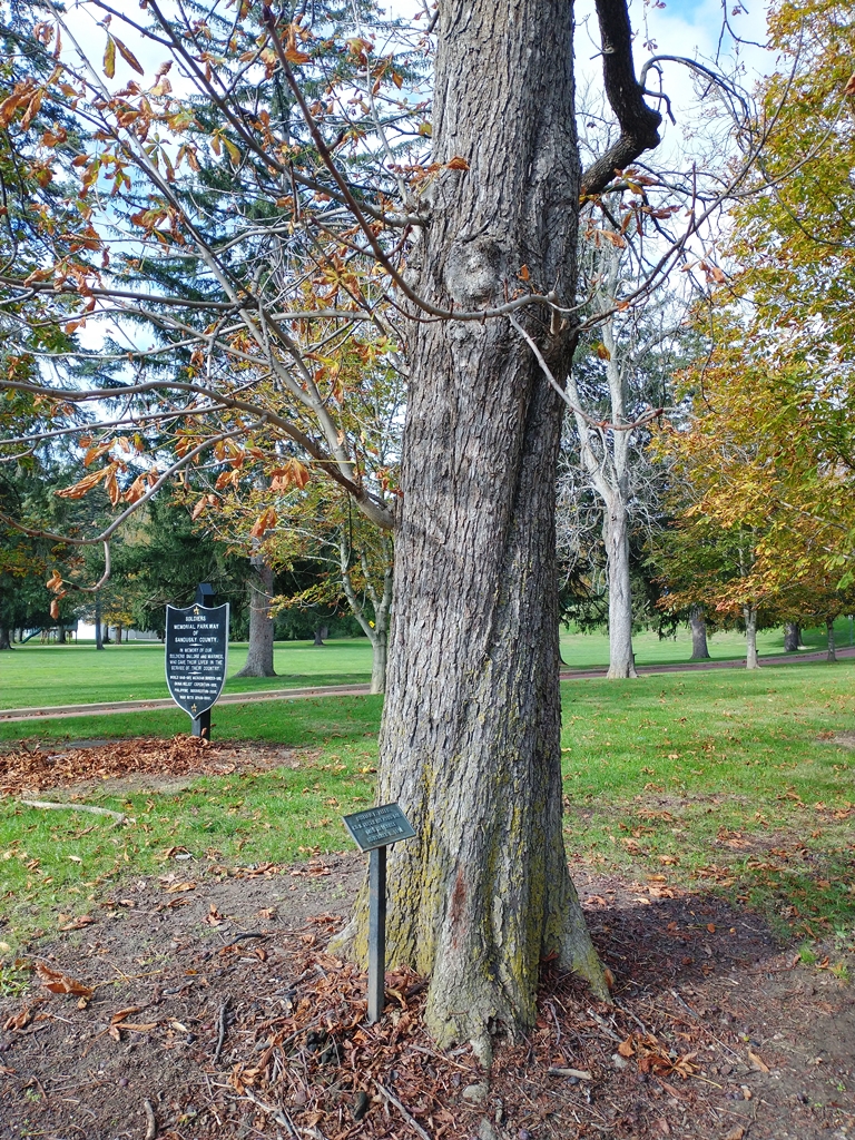 WILLIAM E. ALLEN WAR MEMORIAL TREE