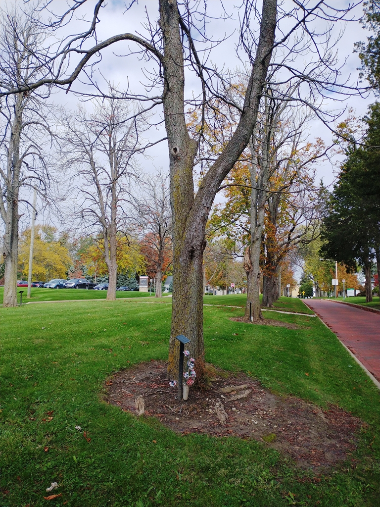 SGT. CHARLES V. GARBER WAR MEMORIAL TREE