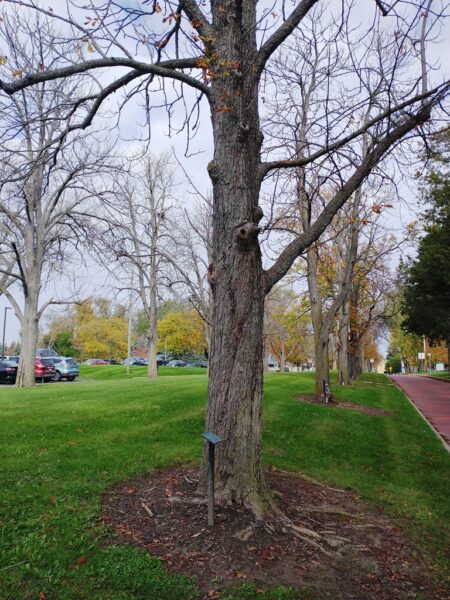 BERTHART CABEL WAR MEMORIAL TREE