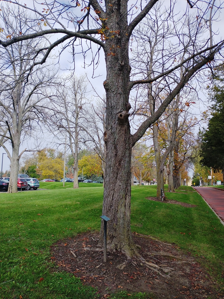 BERTHART CABEL WAR MEMORIAL TREE
