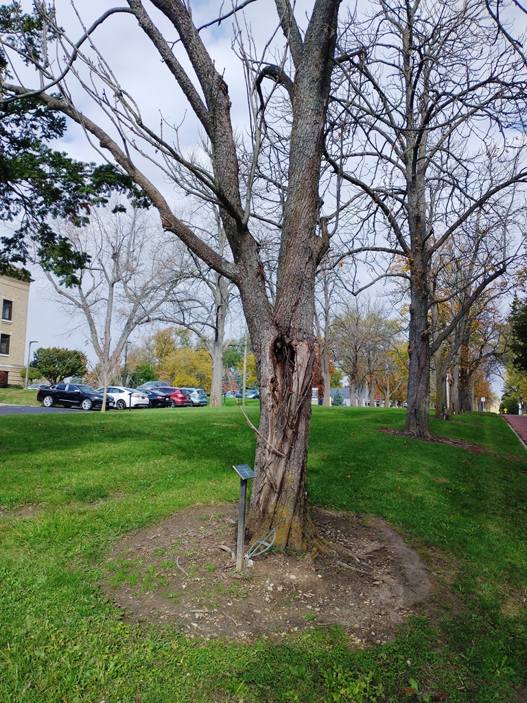CHARLES A. FOUGHT WAR MEMORIAL TREE
