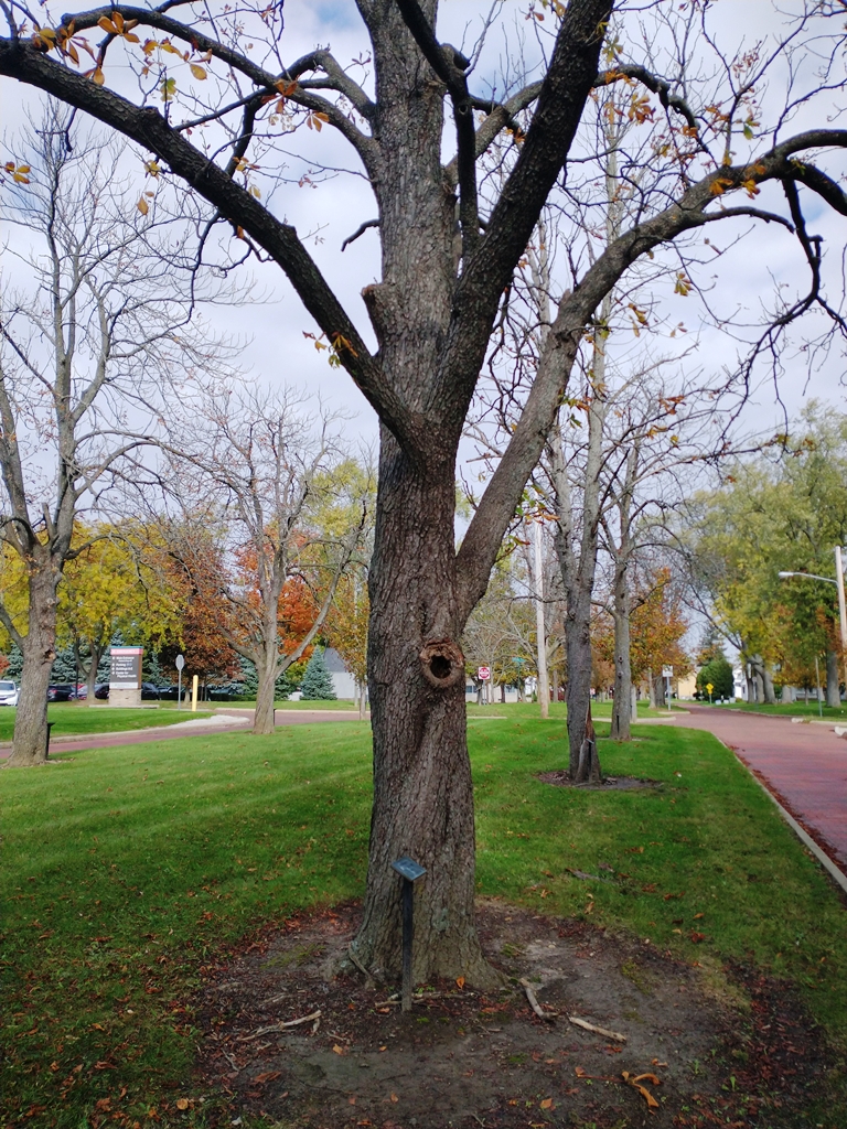 JOHN P. KNUDSON WAR MEMORIAL TREE