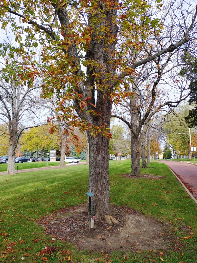 JOHN P. HENRY WAR MEMORIAL TREE