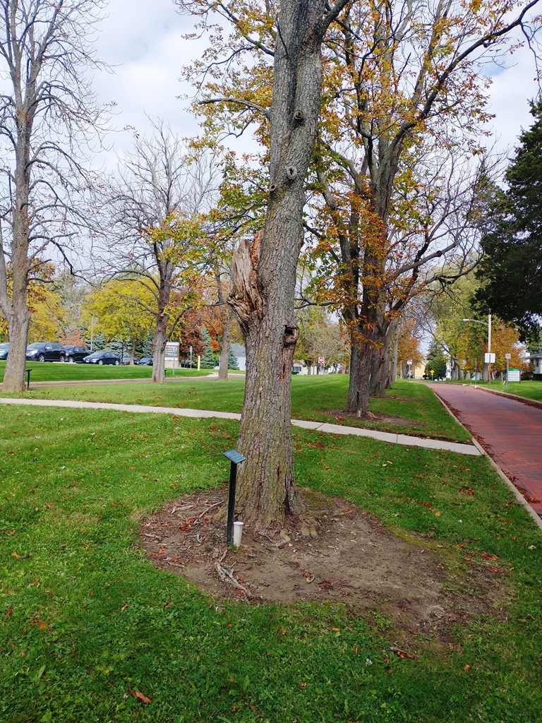 EDWARD H. HARTMAN WAR MEMORIAL TREE