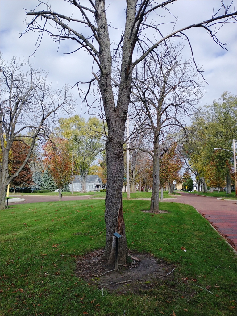 HENRY G. KNAUER WAR MEMORIAL TREE