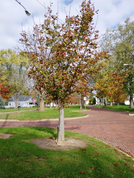 LEROY V. MACKEY WAR MEMORIAL TREE