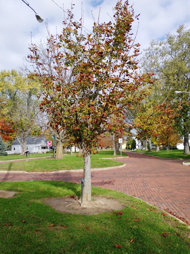 LEROY V. MACKEY WAR MEMORIAL TREE